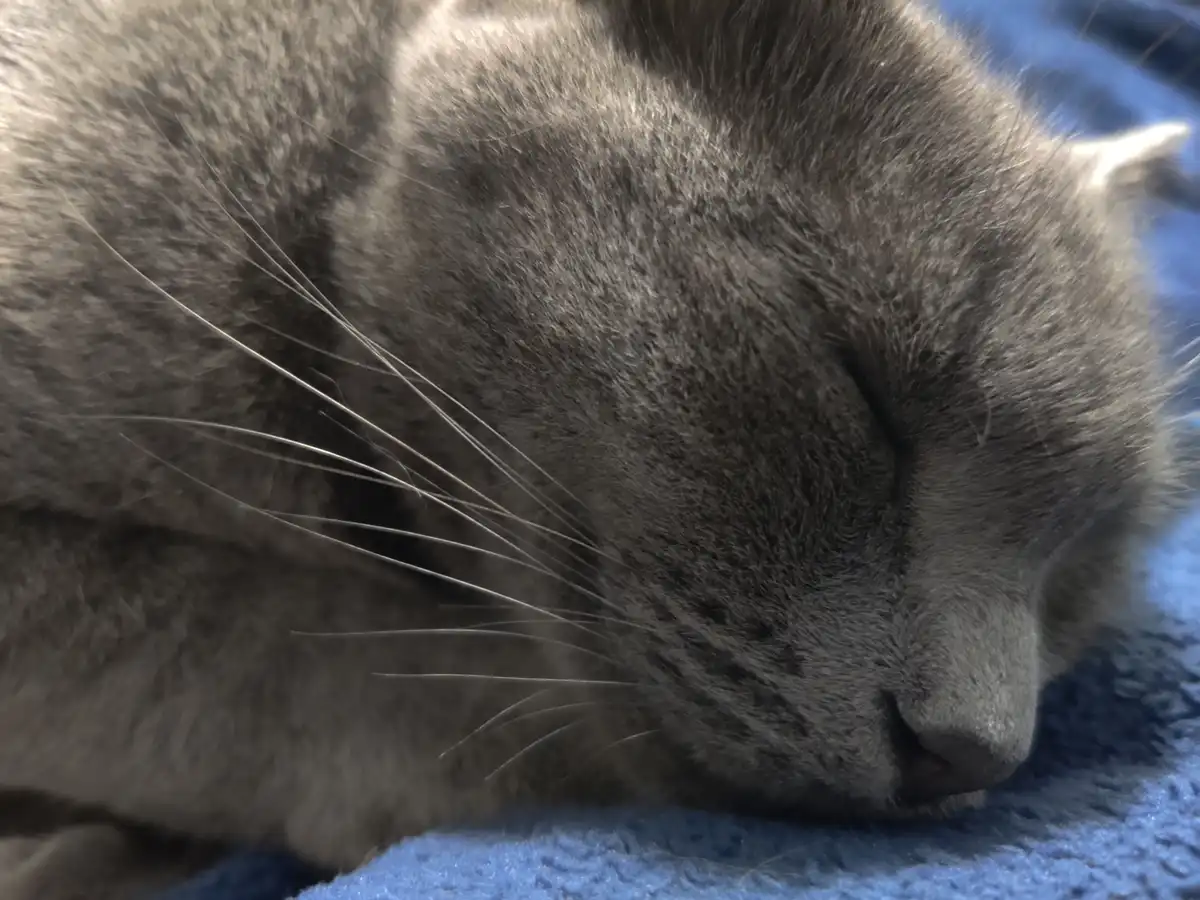 A close-up photo shows a gray cat sleeping peacefully with its eyes shut, resting its head on a textured blue blanket. The…