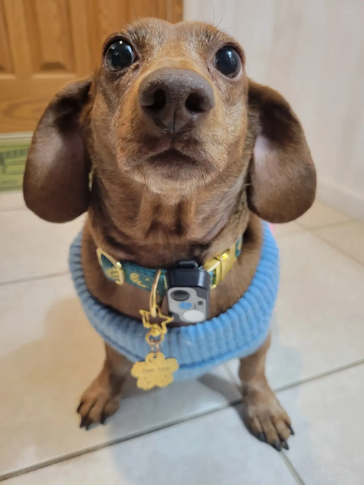 A close-up photo of a brown dachshund looking up with large, expressive eyes, wearing a blue knitted sweater and a collar…