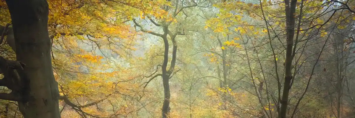A serene, misty forest scene with trees displaying autumnal yellow and orange leaves, their branches interwoven against a…