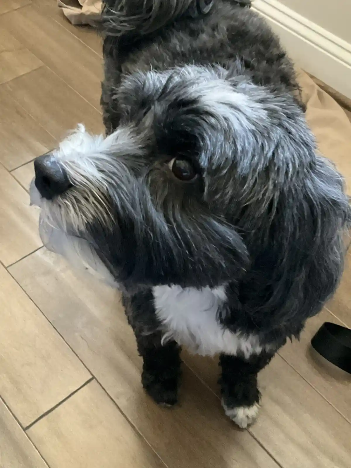 A close-up photo of a small, fluffy black and white dog with shaggy fur, sitting on a light wood floor and looking up with a…