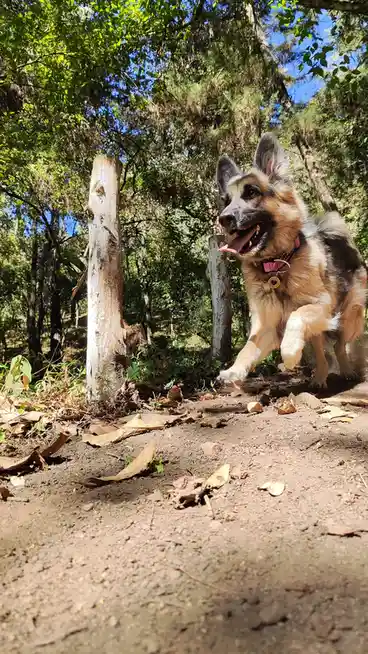 A German Shepherd dog with tan and black fur is captured mid-stride running on a dirt path through a sunlit forest, its…