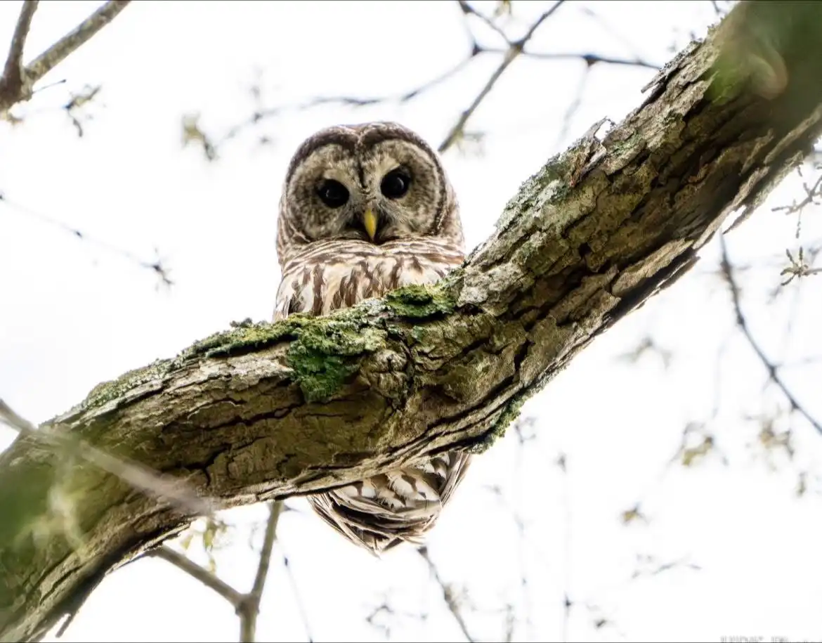 A barred owl with brown and white striped feathers perches on a mossy tree branch, staring directly at the camera with large…