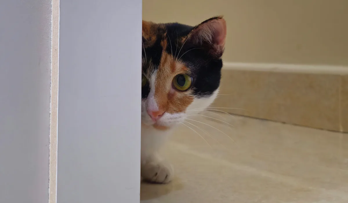A calico cat with green eyes peeks cautiously from behind a white doorframe, its paw visible on a tiled floor. The overlaid…