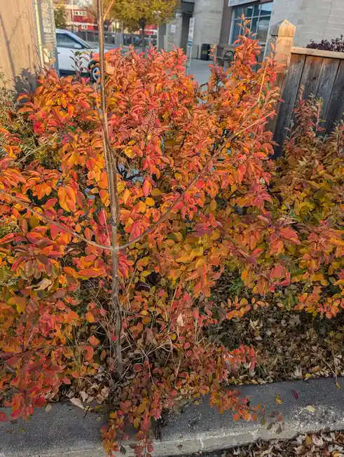 A bush with vibrant red, orange, and yellow autumn leaves has a thin, bare stick protruding vertically through its center…