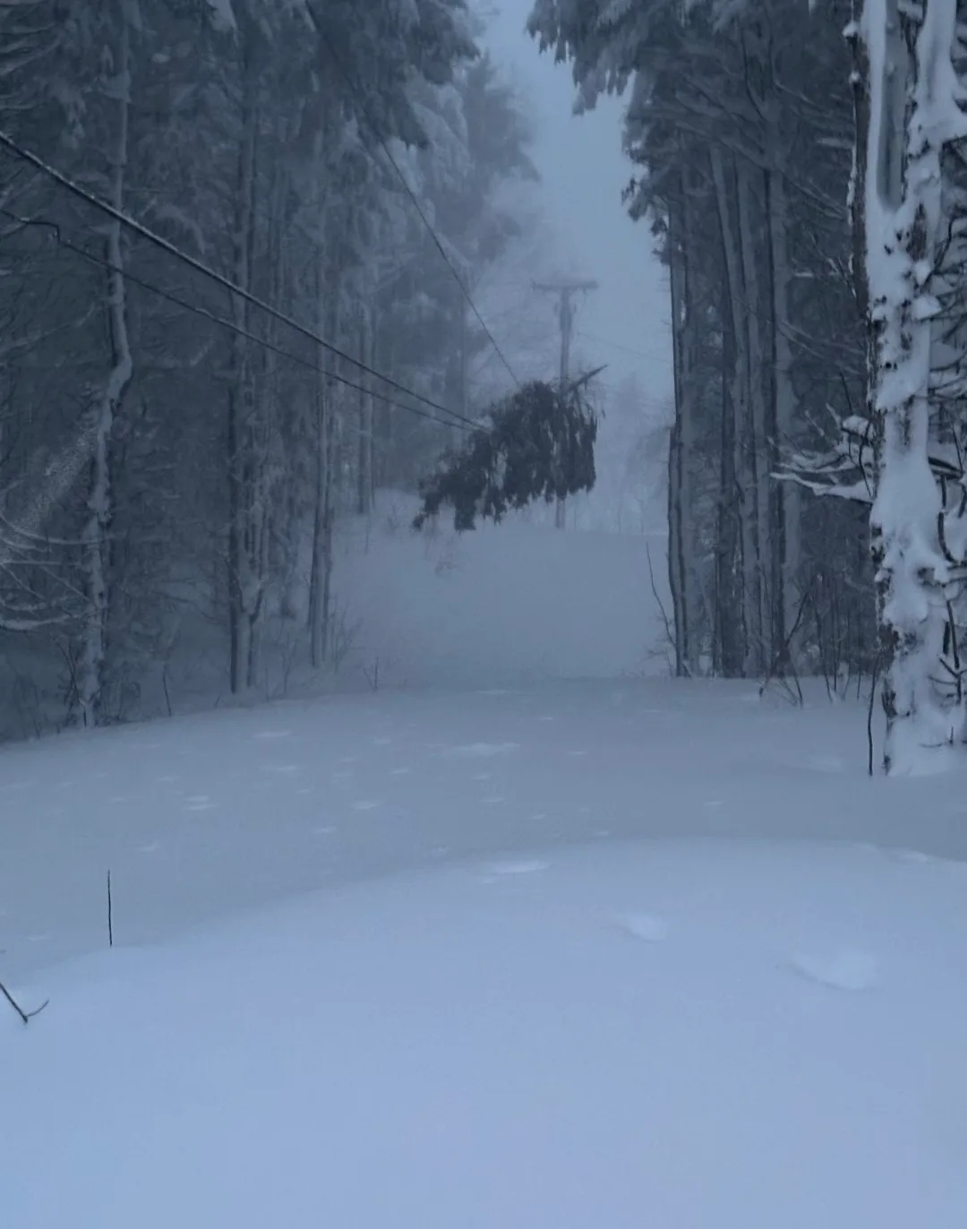 A snowy, blizzard-like forest scene with trees heavily coated in snow and a utility pole visible in the distance. The ground…