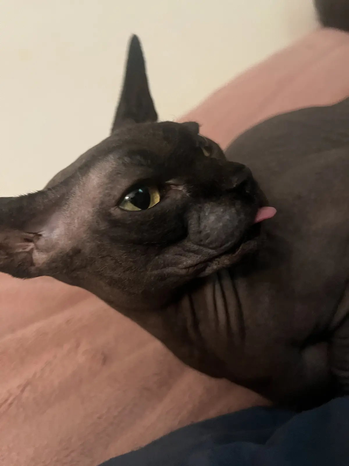 A hairless black cat with large green eyes is lying on a pink blanket, its pink tongue sticking out as if licking its own…