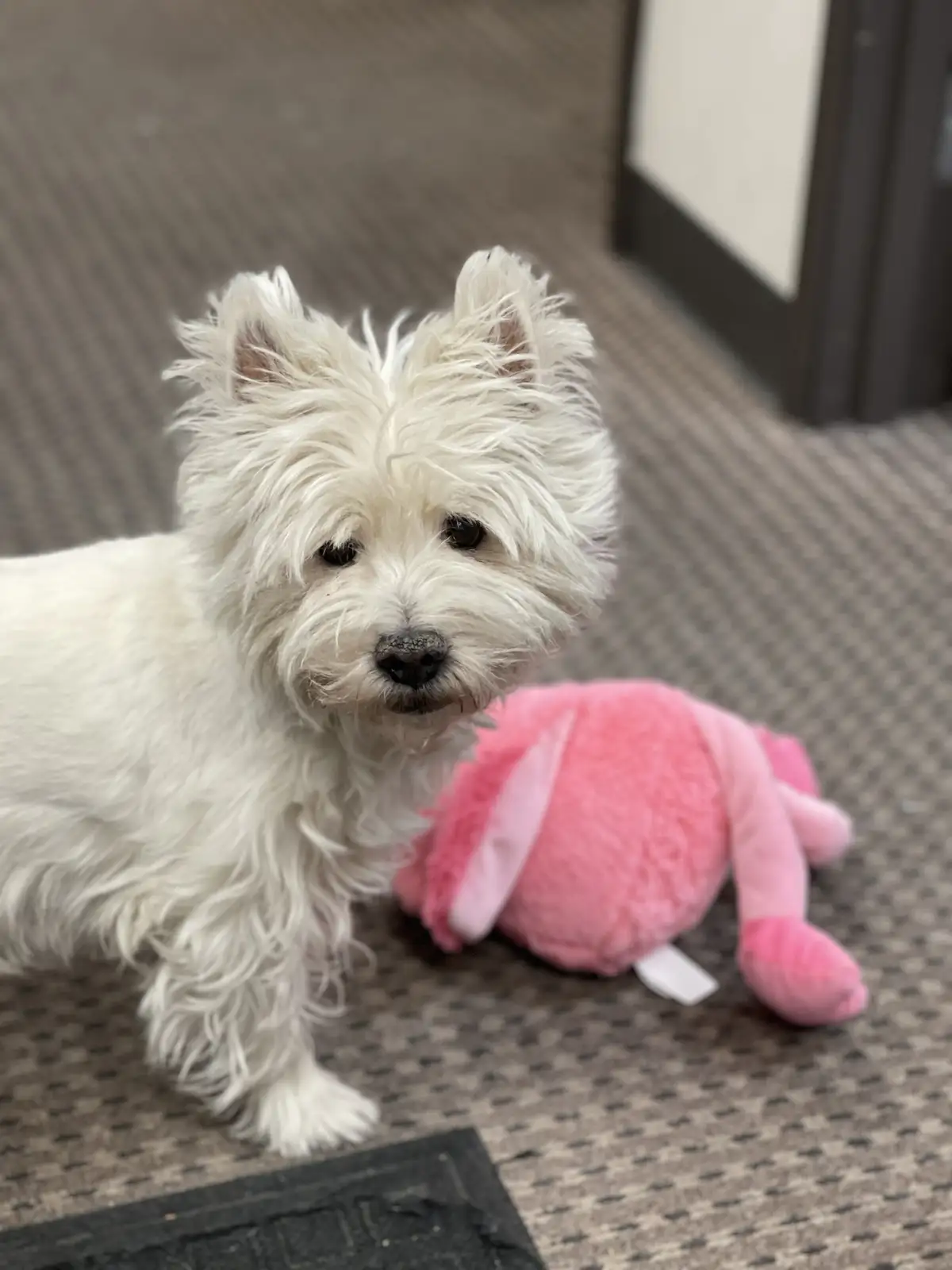 A small white West Highland Terrier dog with shaggy fur stands on a patterned carpet next to a pink plush toy, looking…