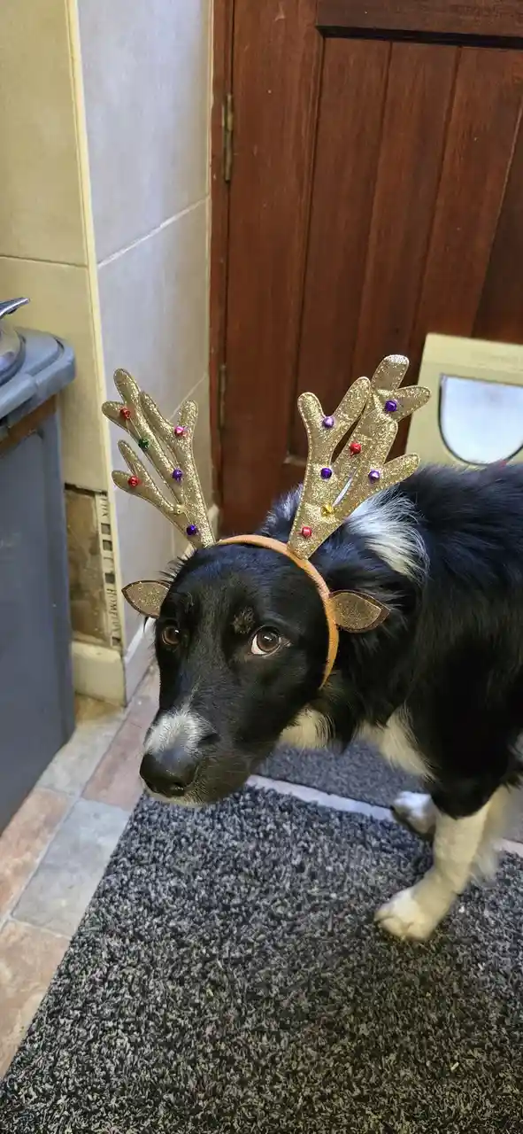 A black and white dog with a sad, unimpressed expression wears a glittery gold reindeer antler headband decorated with…