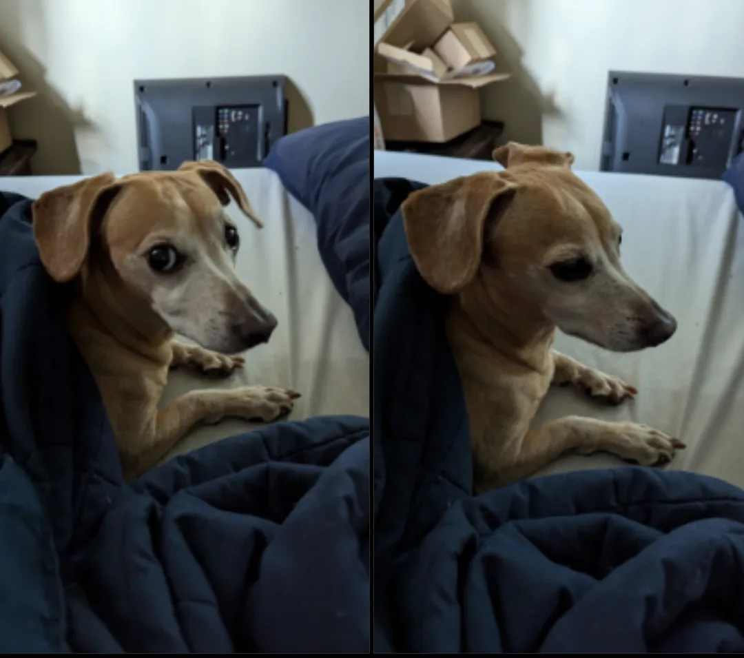 A split-screen image shows a light brown dog lying on a bed under a dark blue blanket. In the left panel, the dog's eyes are…