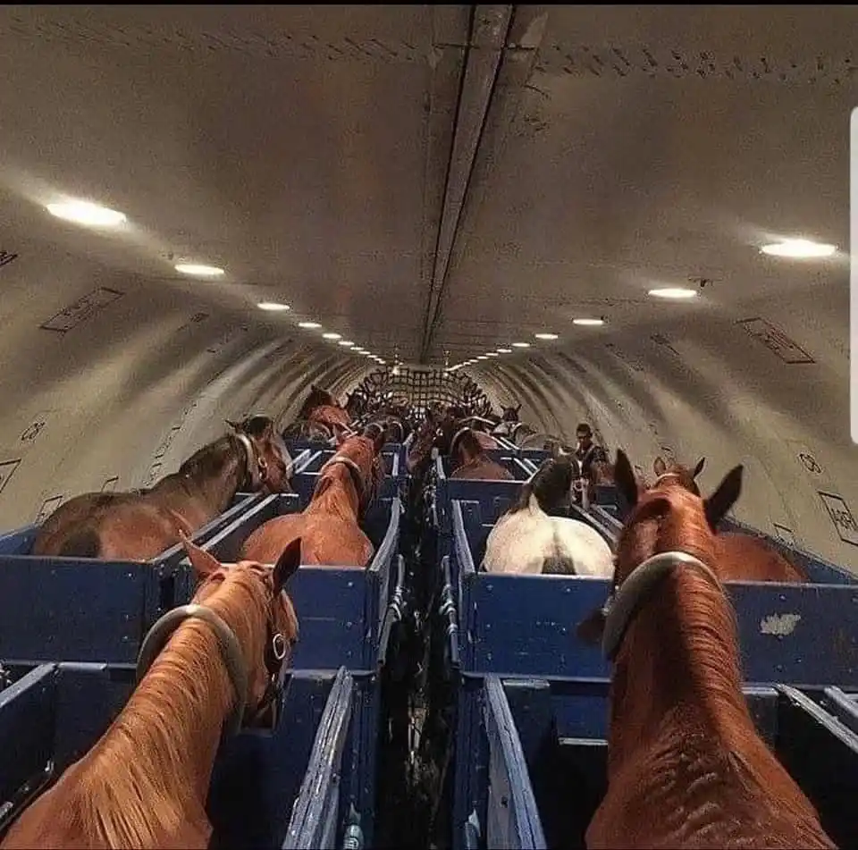 The image shows the interior of an airplane cabin repurposed as a horse transport, with numerous horses in blue stalls…