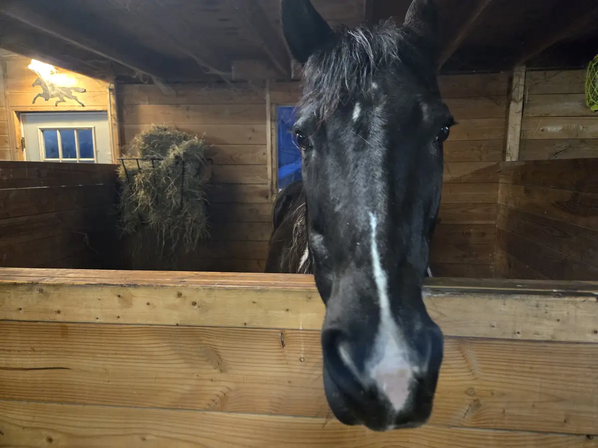 A close-up photo of a black horse with a white blaze on its face, looking directly at the camera from inside a wooden stable…
