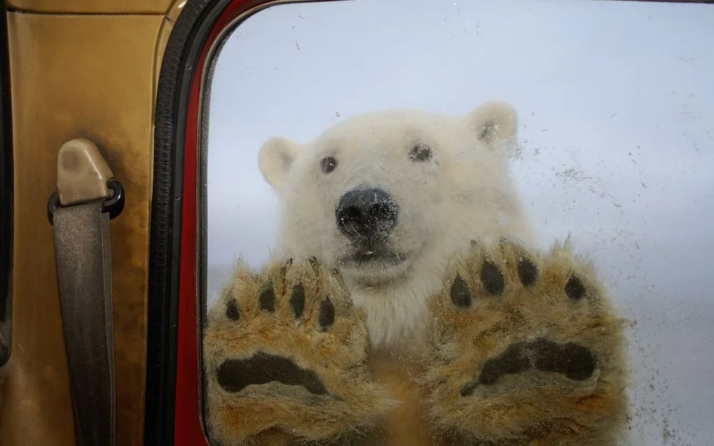 A polar bear presses its large paws against the inside of a vehicle's window, looking directly at the camera with a…