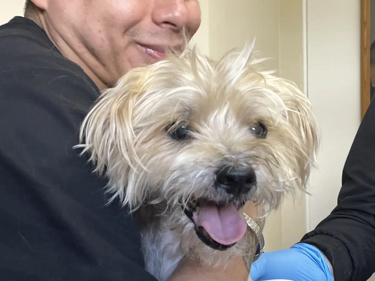 A close-up photo shows a fluffy, light-colored dog with its mouth open and tongue out, being held by a person whose face is…