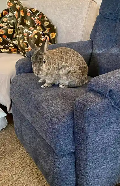 A large, fluffy gray rabbit sits calmly on the armrest of a blue fabric couch, looking directly at the camera with a serious…