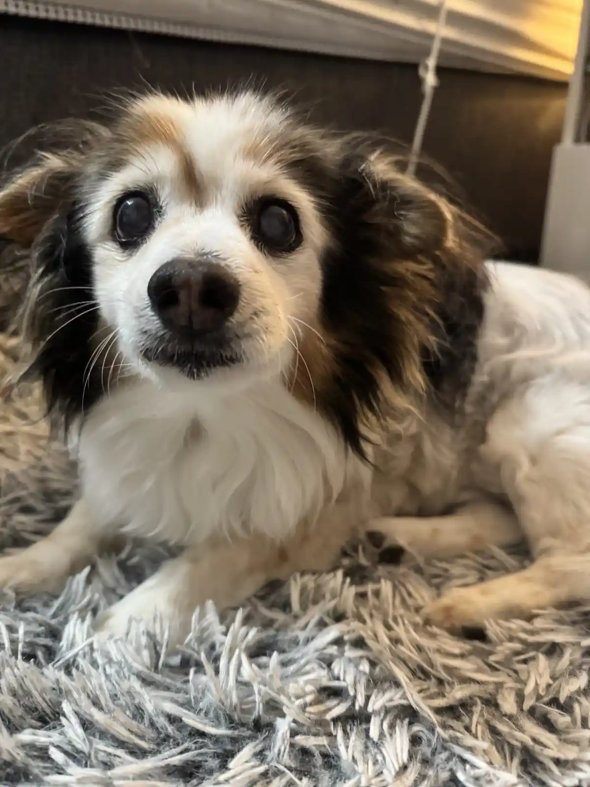 A small, fluffy dog with large, expressive eyes and a white and brown coat lies on a shaggy gray rug, looking directly at…