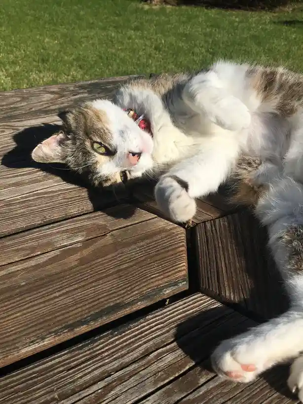 A calico cat with white, brown, and gray fur is lying on its back on a weathered wooden picnic table outdoors, basking in…