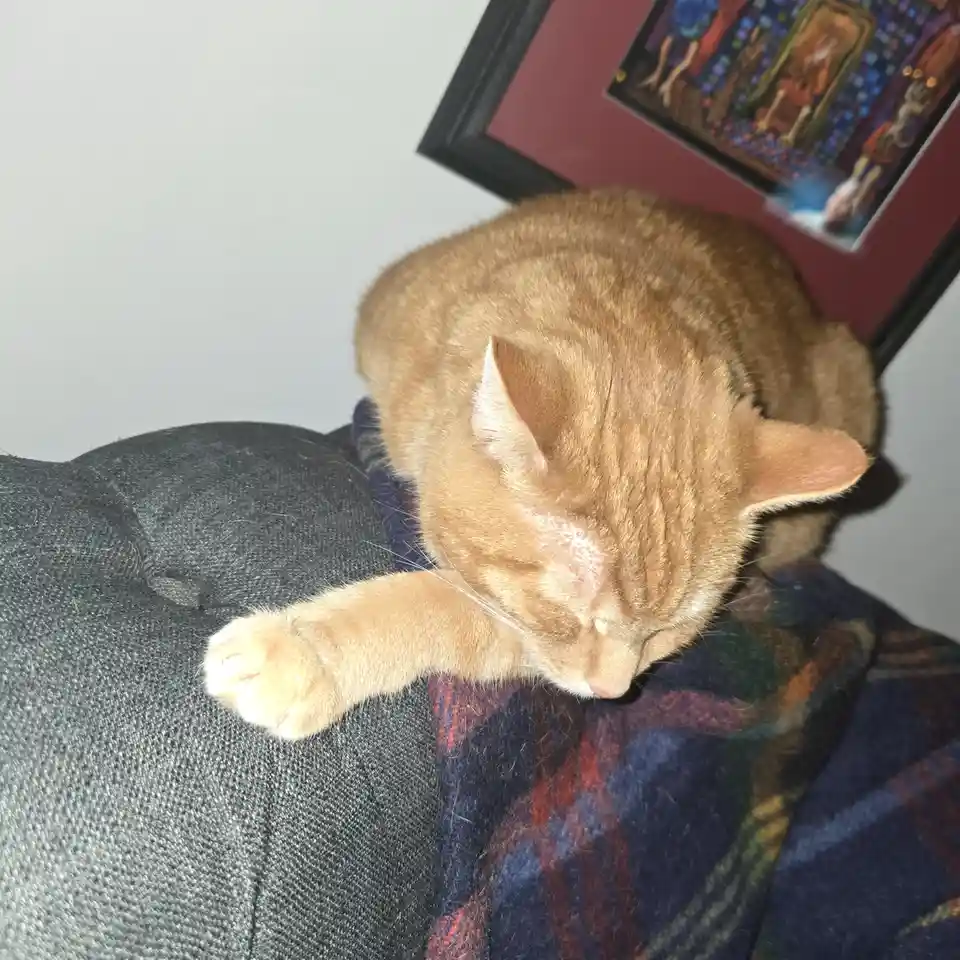 An orange tabby cat is curled up and sleeping soundly on a dark gray couch, partially covered by a blue, red, and green…