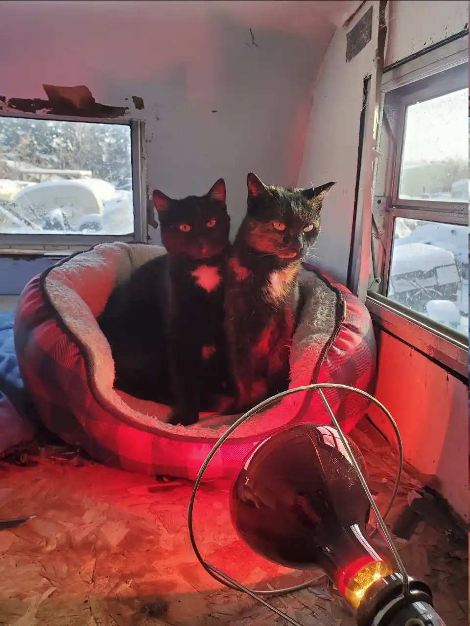 Two cats sit side-by-side in a plaid pet bed inside a dilapidated, unfinished room with exposed OSB flooring and broken…