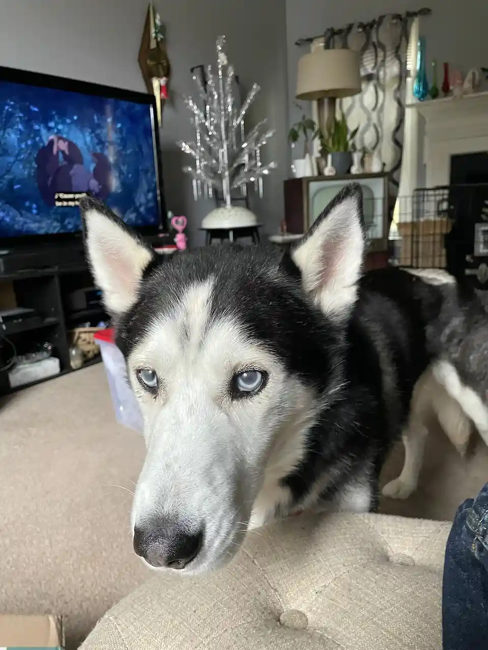 A close-up of a black and white husky with striking blue eyes looking directly at the camera from a couch, while a TV in the…