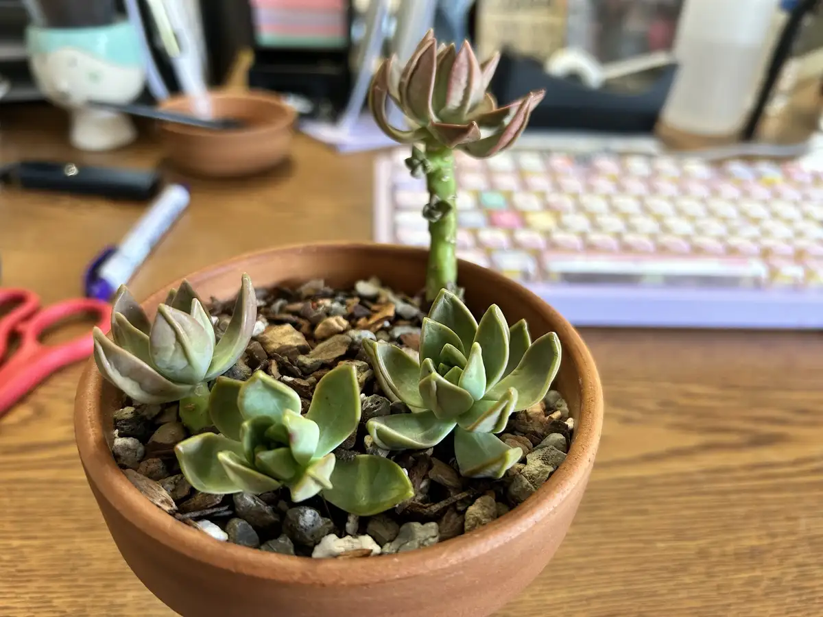 A close-up photo shows a small terracotta pot on a wooden desk containing several succulent plants, including one with a…