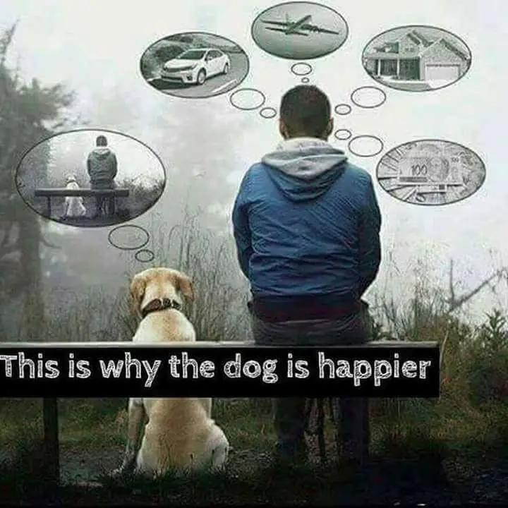 A person and a dog sit on a bench facing away from the camera. Above the person's head are thought bubbles showing a car, an…
