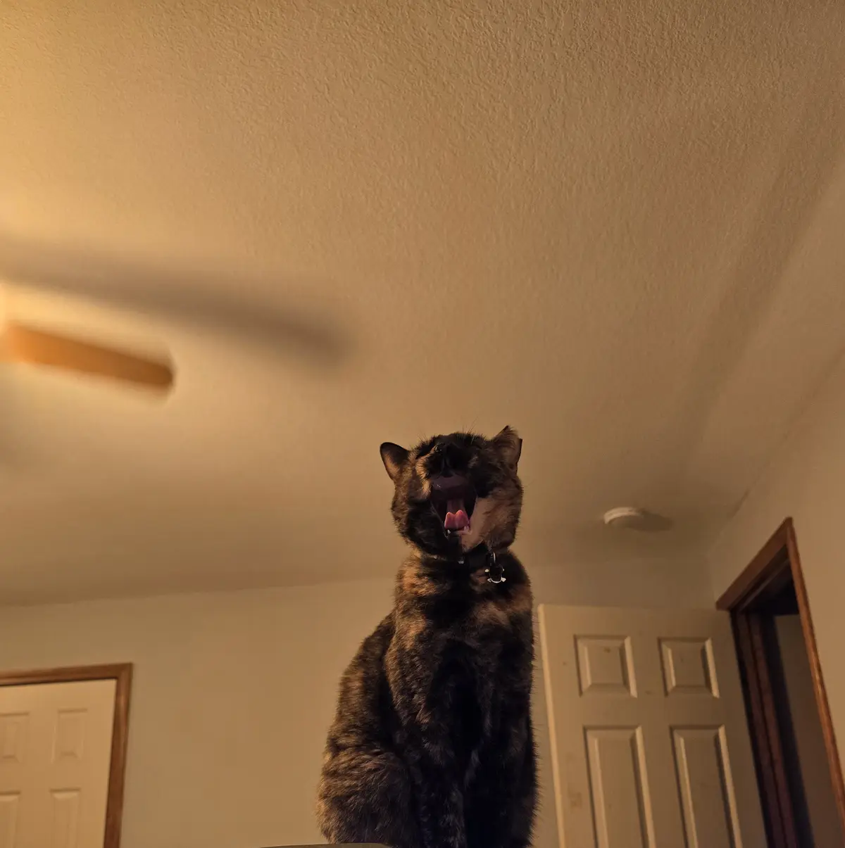 A tortoiseshell cat is captured mid-yawn from a low-angle shot, its mouth wide open and tongue visible, sitting upright in a…