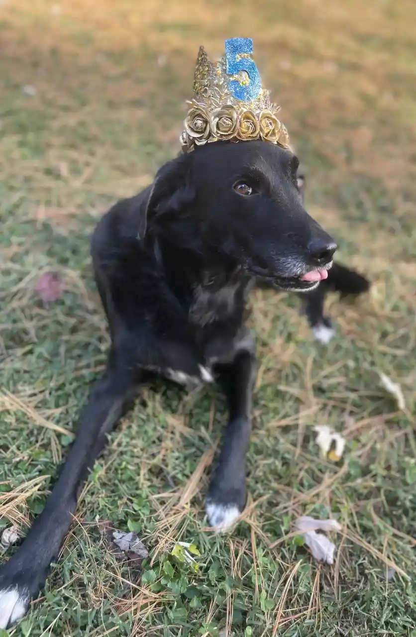 Celebrating Five Wonderful Years with This Sweet Babe!