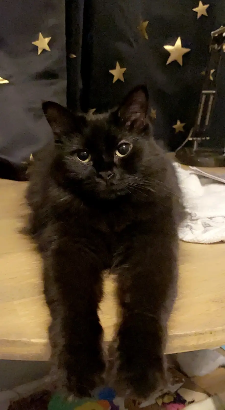 A fluffy black cat sits upright on a wooden surface, staring directly at the camera with wide, unblinking eyes. Behind it, a…