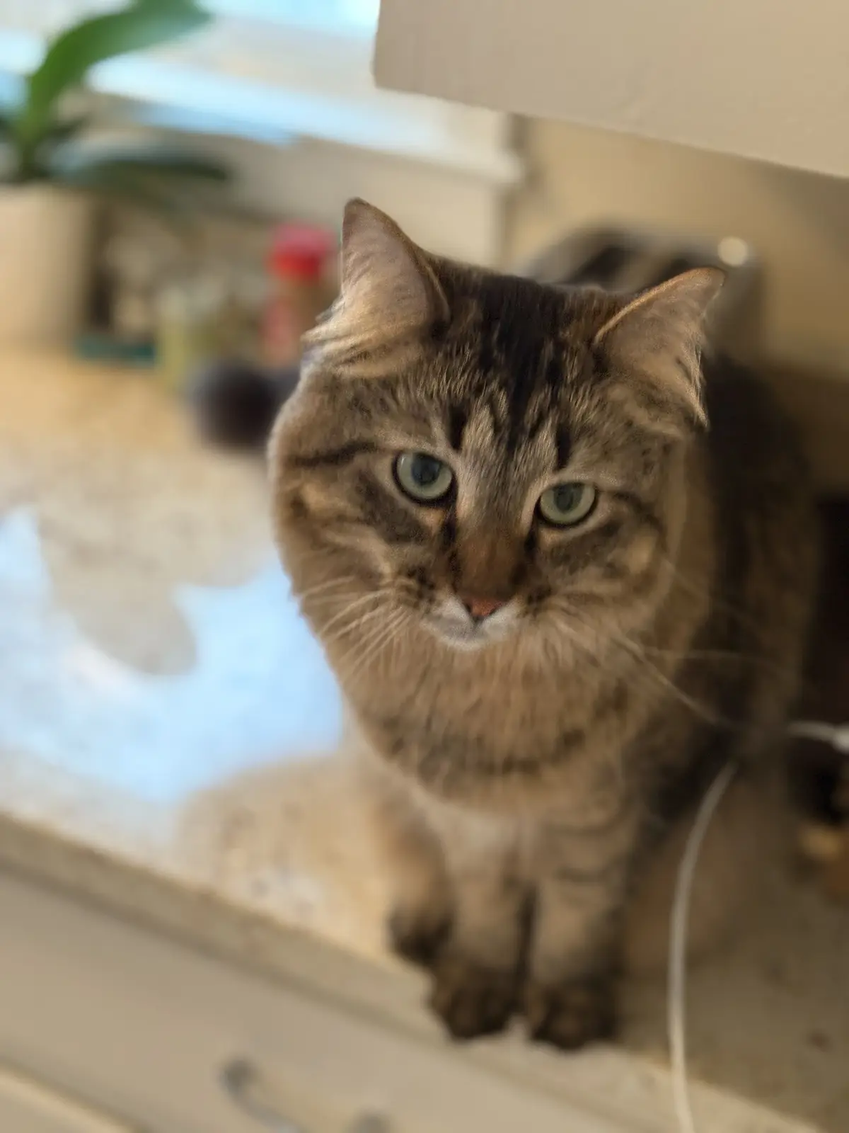 A close-up photo shows a tabby cat with striking green eyes sitting on a countertop, looking directly at the camera with a…