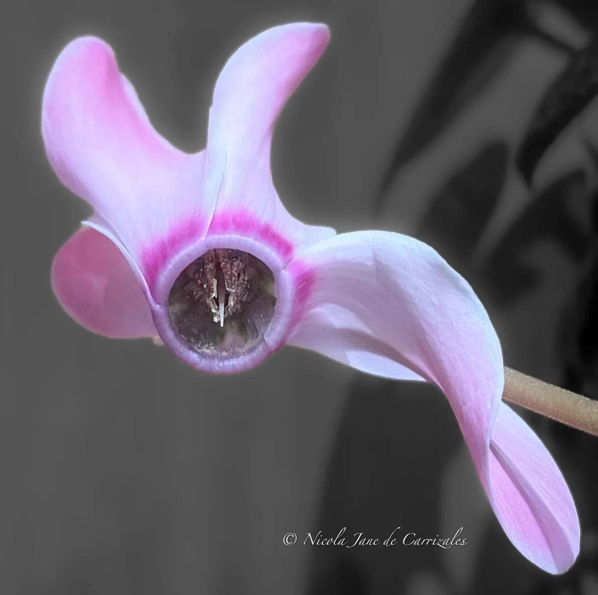 A close-up photograph of a pink cyclamen flower with a desaturated, black-and-white background, featuring the overlaid text…