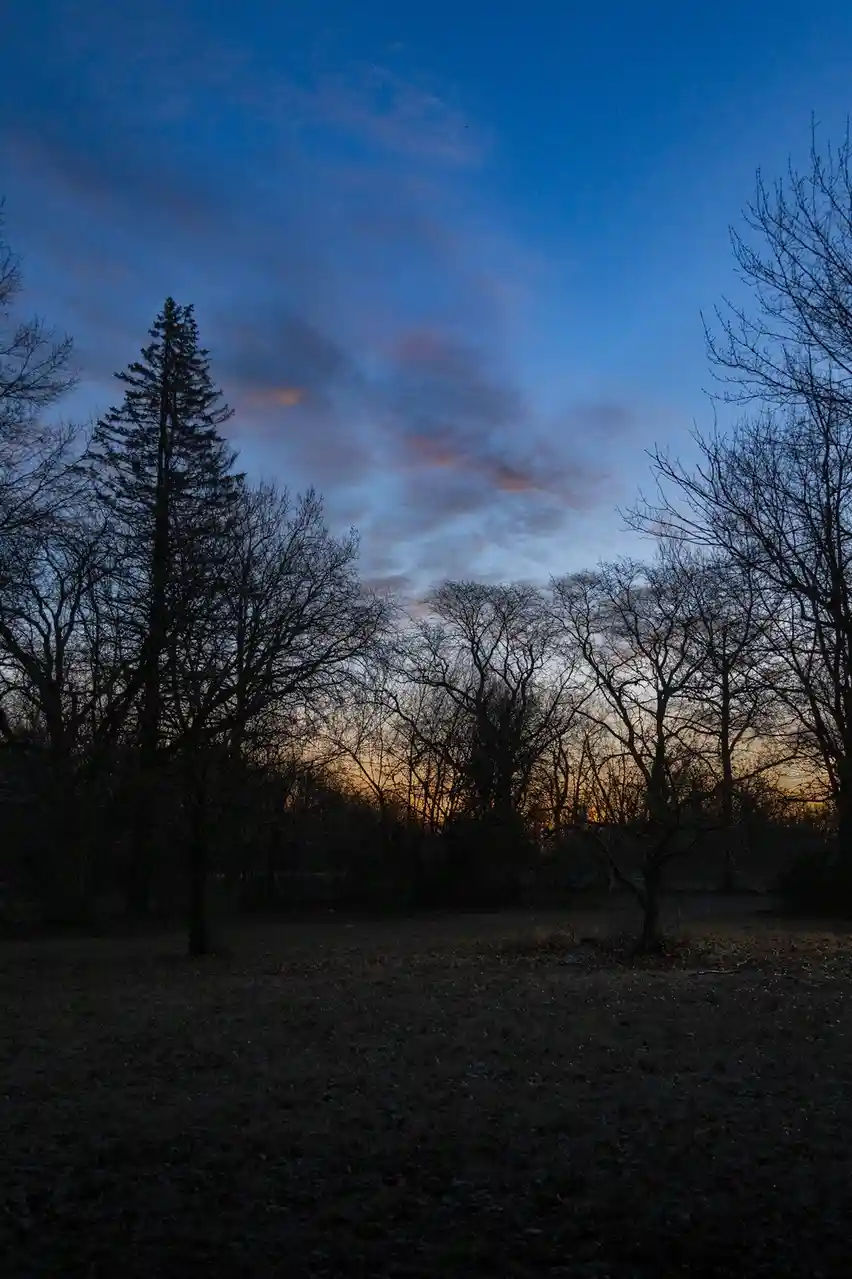 A serene twilight scene shows silhouetted trees against a blue sky with soft orange and pink clouds near the horizon. The…