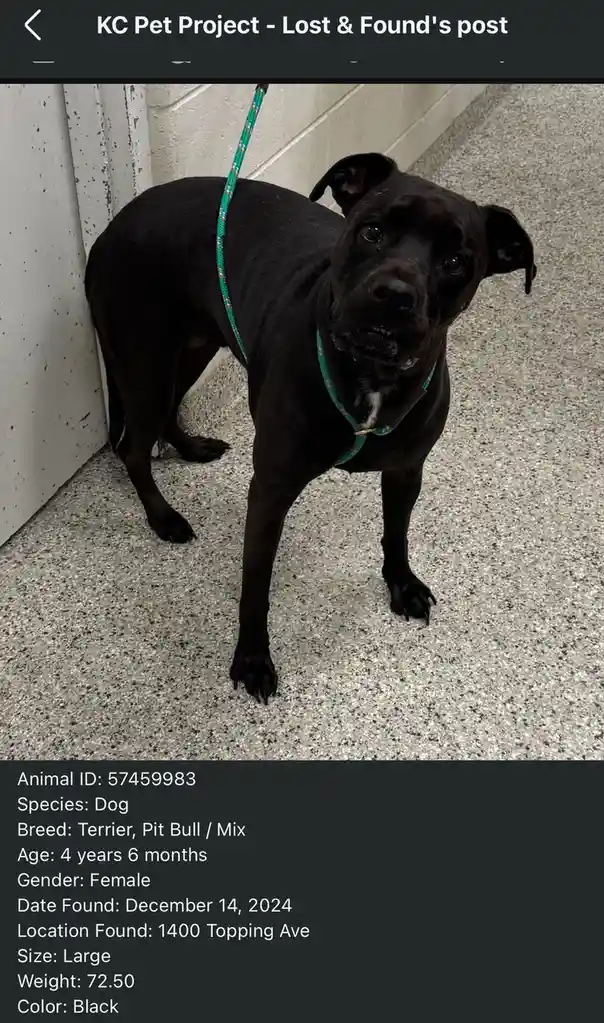 A black female dog with a green leash and collar stands on a speckled floor next to a wall, looking up with a sad…