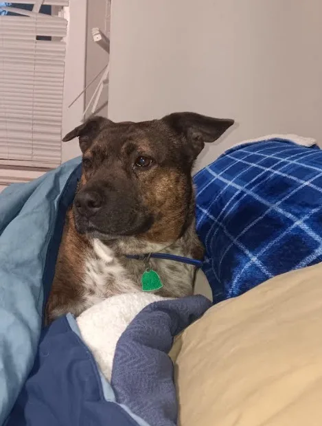 Do your dogs ever just zone out and stare into space?