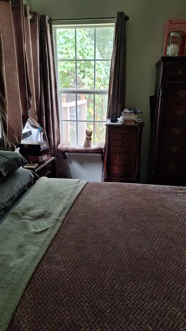 A small tabby kitten sits on a pink window perch in a bedroom, looking directly at the camera. The room has brown curtains…