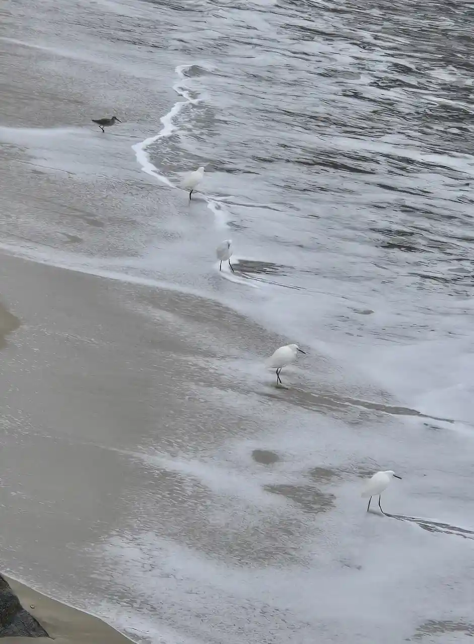 Five birds, mostly white egrets and one darker shorebird, are walking in a line along a wet sandy beach as gentle waves roll…
