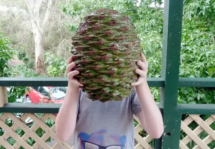 Meet the Team: Pinecone and Friends Are Here!