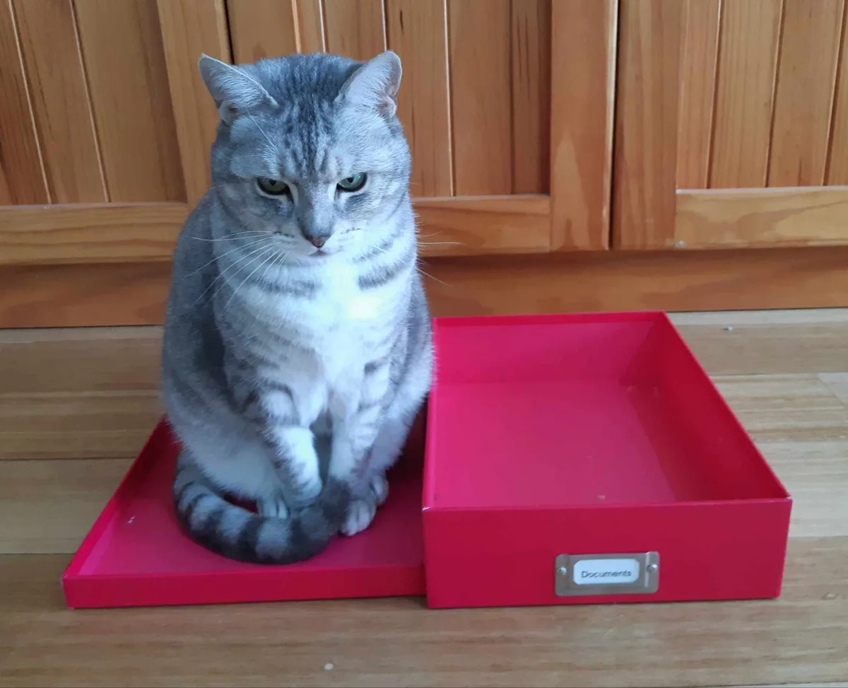 A gray tabby cat with a stern, unimpressed expression sits on a red tray next to a matching red document box labeled…