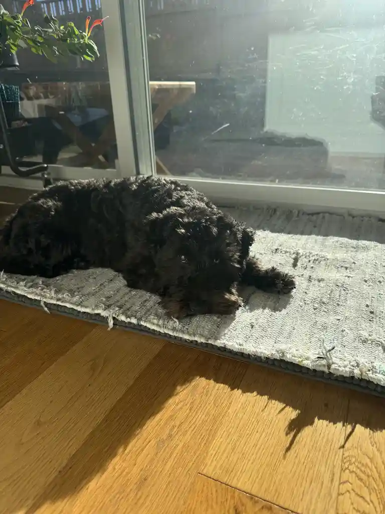 A black, curly-haired dog lies on a textured rug near a sunny window, looking directly at the camera with a relaxed…