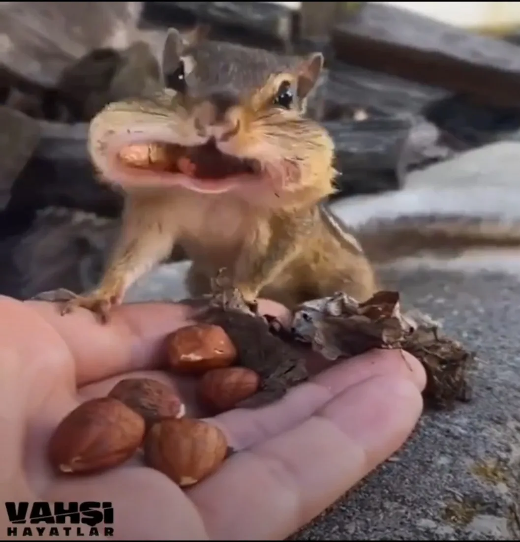 A chipmunk with a wide-open mouth full of nuts stands on a human hand holding more nuts, looking directly at the camera. The…