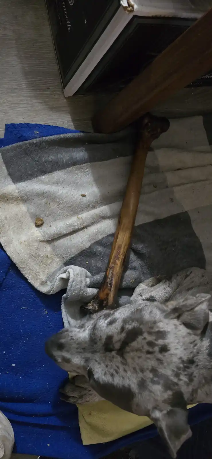A grey and white spotted dog is lying on a blue and grey blanket next to a large, dirty dog bone. The bone is resting on the…
