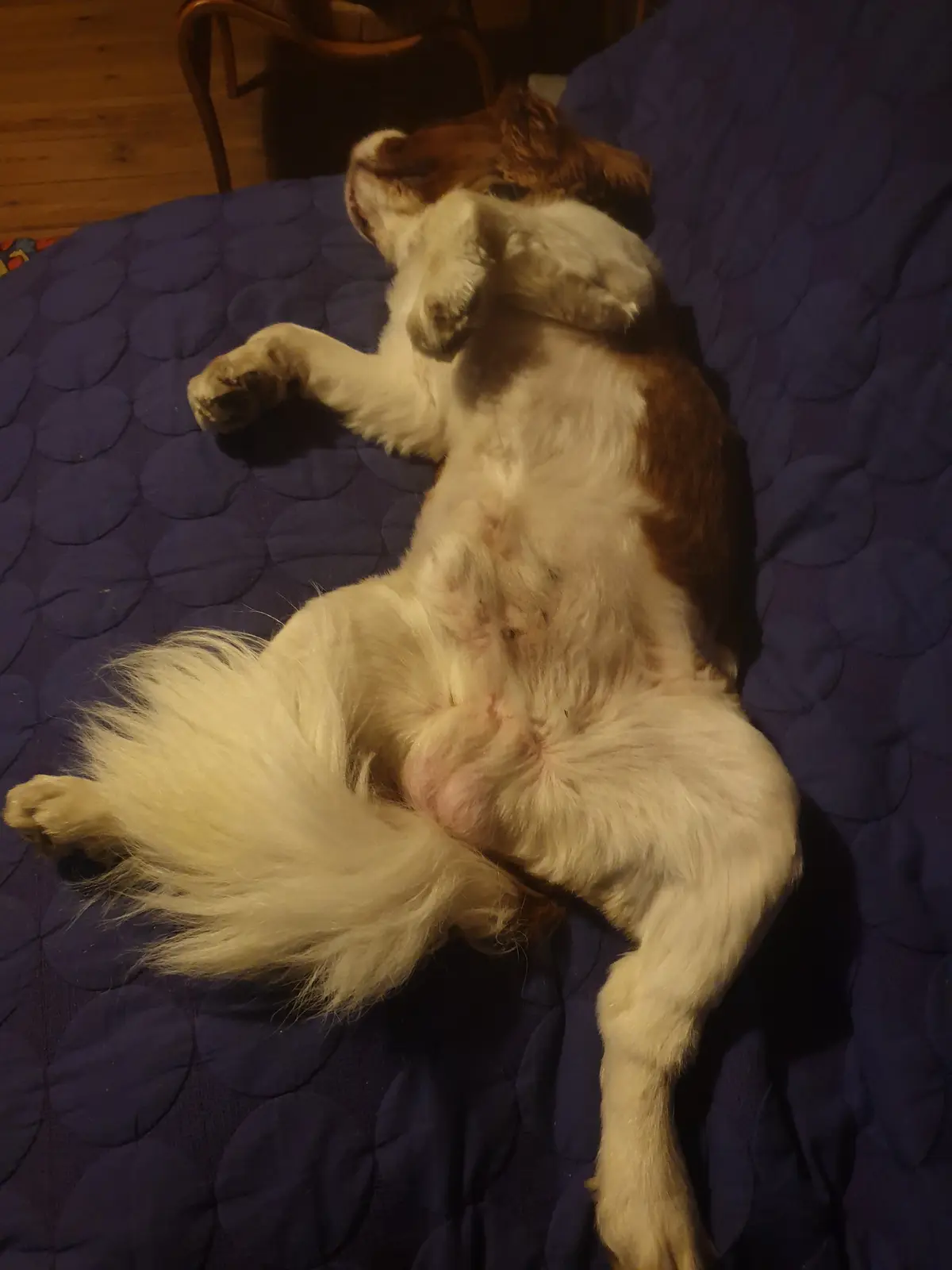 A brown and white dog is lying on its back on a dark blue quilted bedspread, exposing its belly and paws in a relaxed…