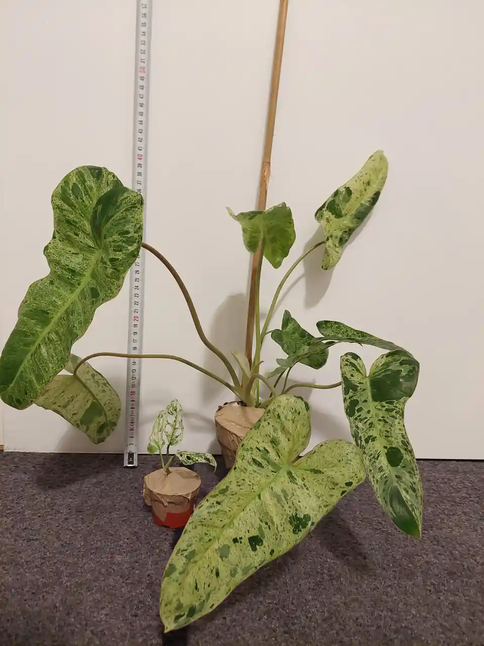 A large, variegated houseplant with broad green and cream leaves stands next to a measuring tape showing 50cm, with a much…