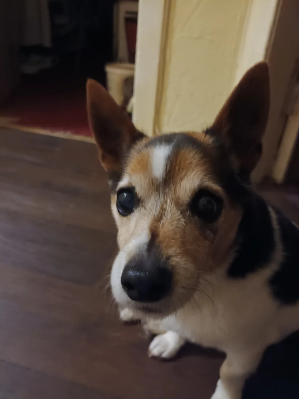 A close-up photo of a small dog with large, expressive eyes looking directly at the camera, appearing to be crying or…