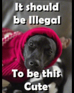 A grid of six identical images shows a black dog wearing a bright pink hooded sweater, looking directly at the camera. The…