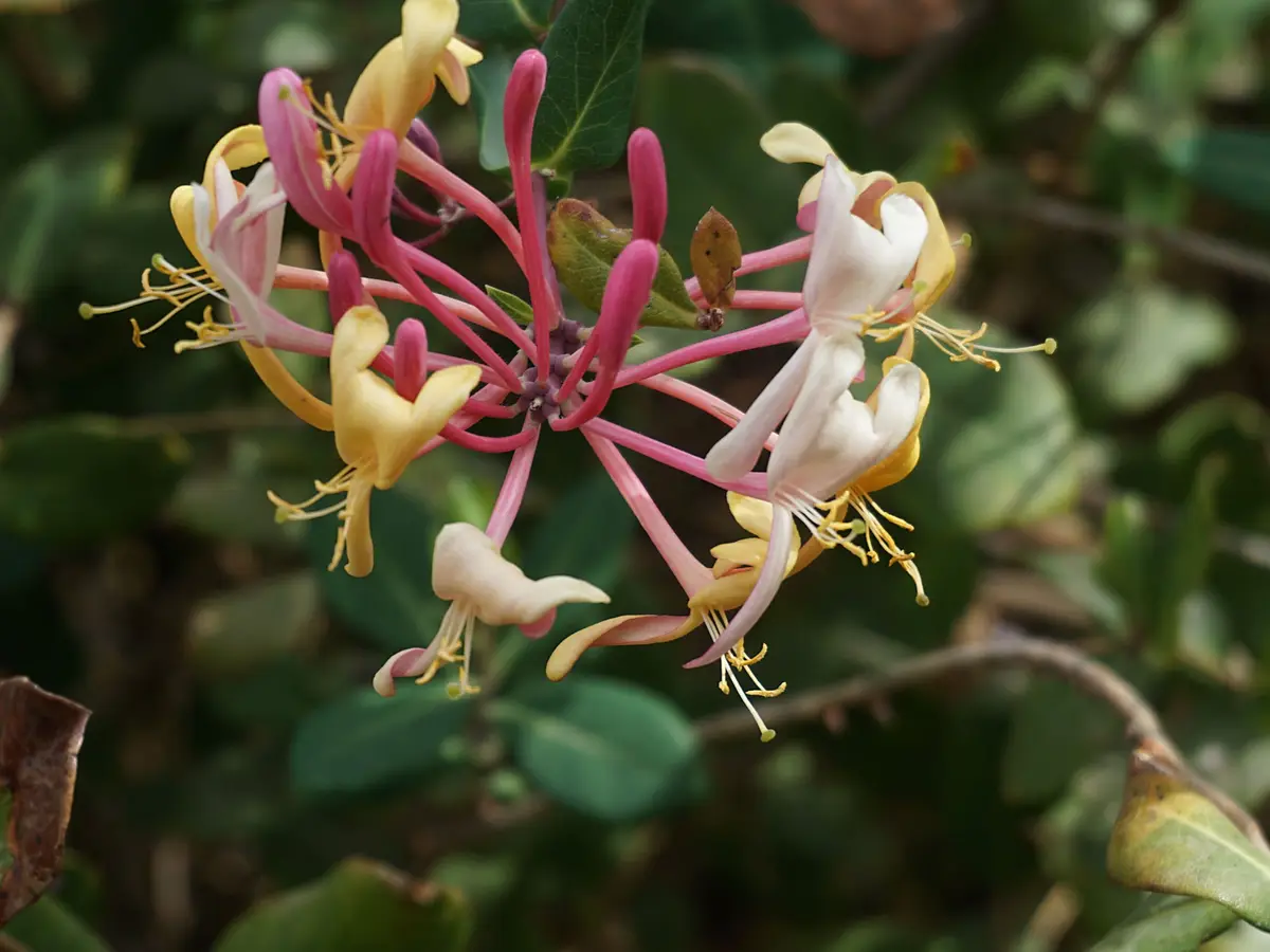 A close-up photo of a honeysuckle flower cluster with pink, white, and yellow blossoms against green foliage. The overlaid…