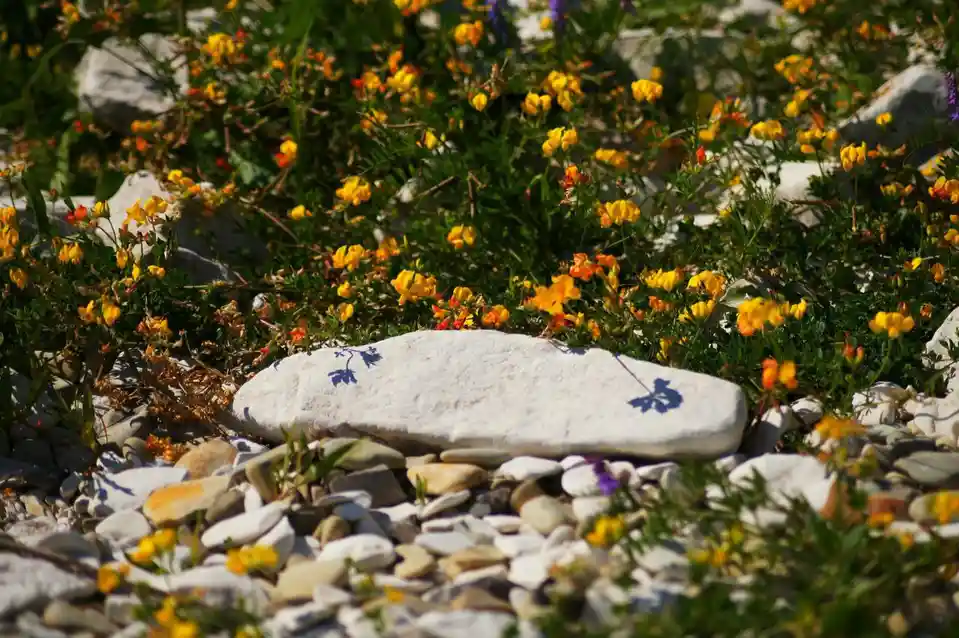 A smooth, light-colored rock lies among pebbles and vibrant yellow-orange wildflowers under bright sunlight. The rock's…