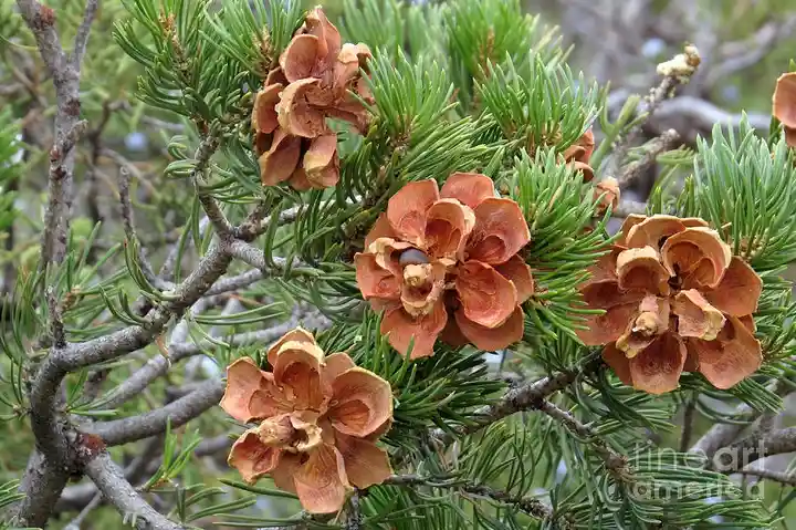 A close-up photograph shows several open, brown pine cones attached to green pine needles and grayish tree branches. The…