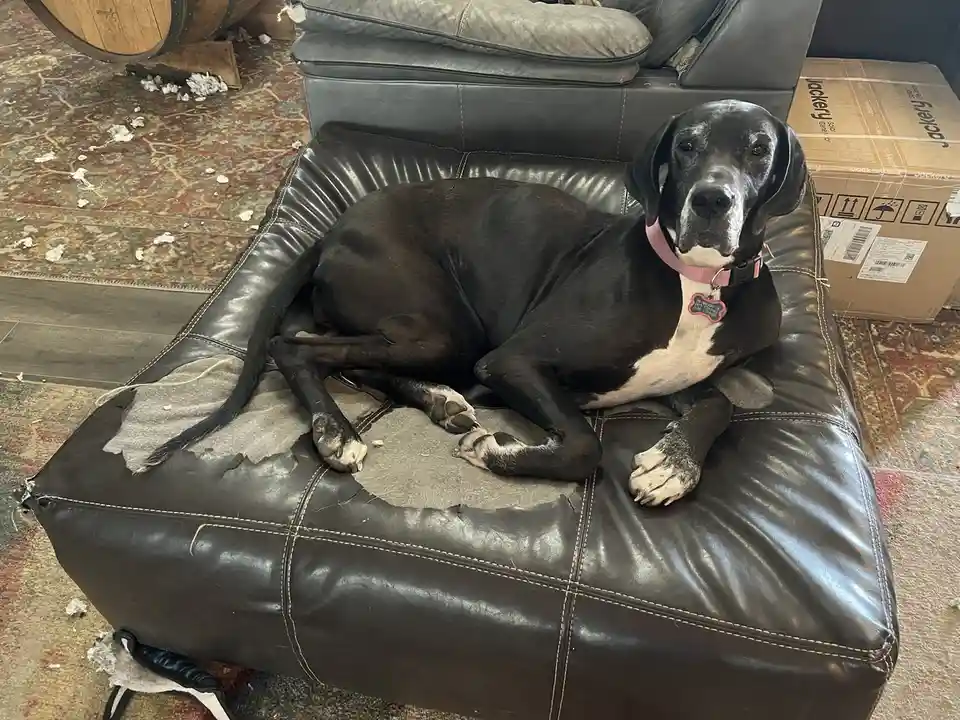 A large black and white dog with a pink collar lies calmly on a heavily chewed and torn black leather ottoman, surrounded by…