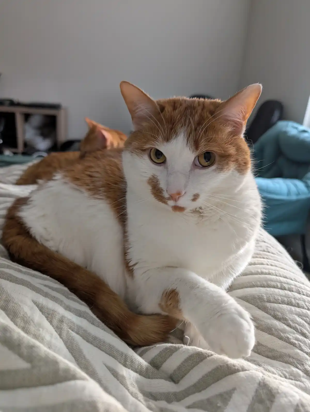 An orange and white cat lies on a striped bedspread, looking directly at the camera with a relaxed but slightly unimpressed…