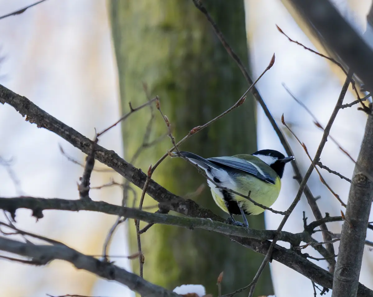 A small bird with a black head, white cheeks, and yellow-green body perches on a bare tree branch with snow visible in the…
